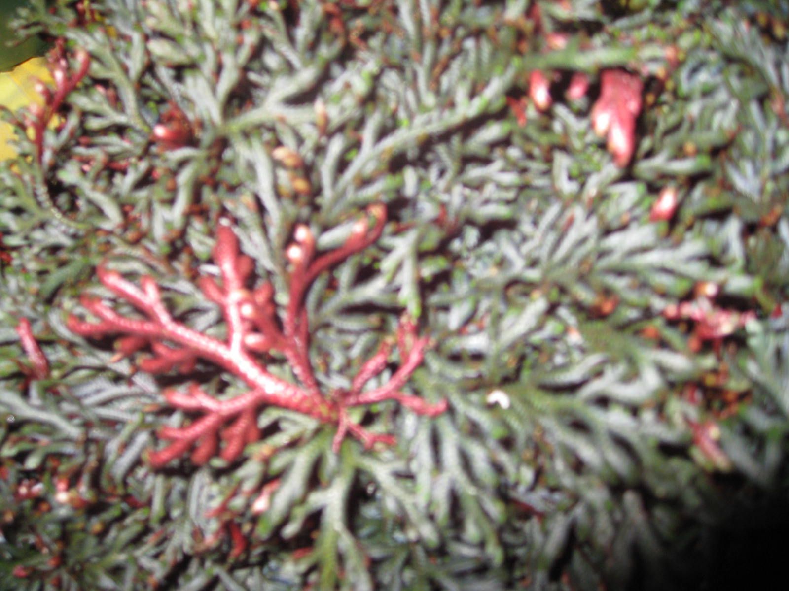 Online Plant Guide Selaginella erythropus 'Sanguinea' "Ruby Red Club